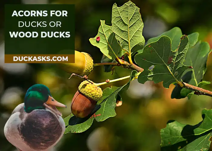 What Acorns Do Ducks or Wood Ducks Like Best