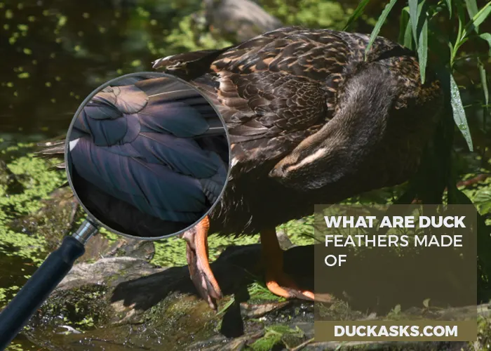 What Are Duck Feathers Made of