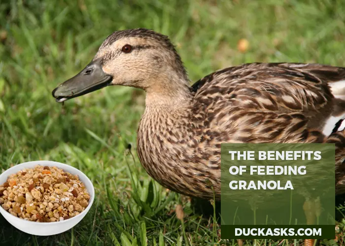 What Are the Benefits of Feeding Ducks Granola