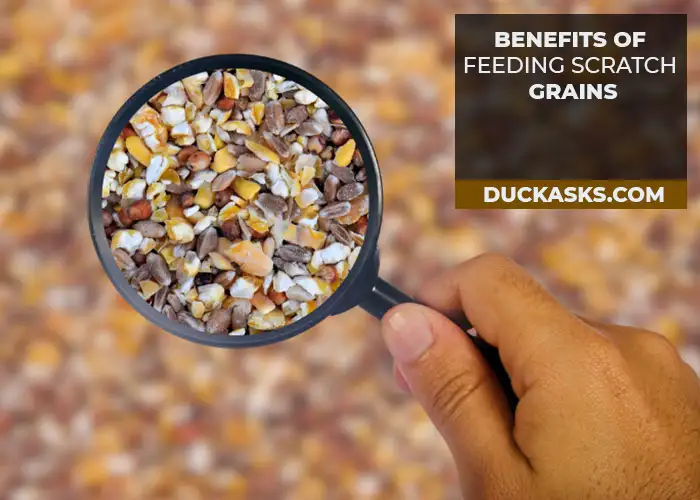 What Are the Benefits of Feeding Scratch Grains for Ducks