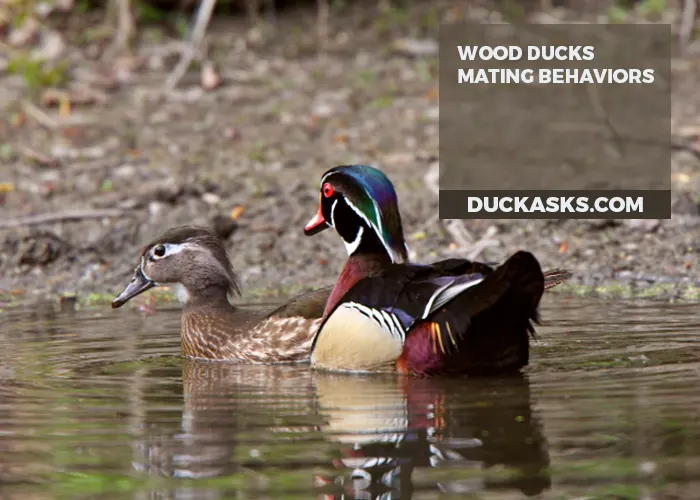 What Are the Common Wood Ducks Mating Behaviors