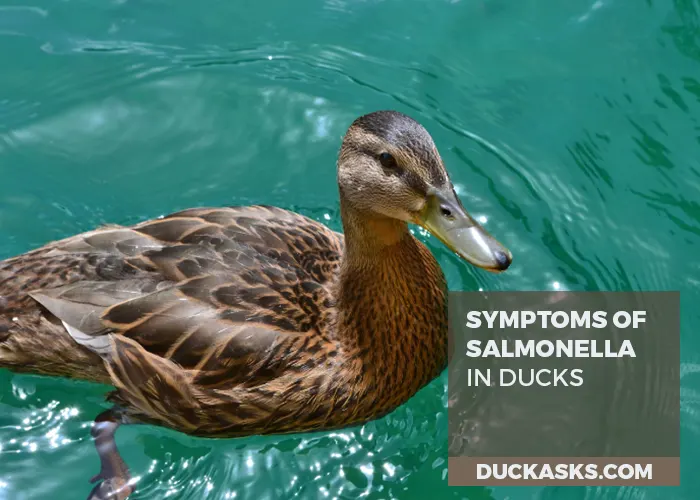 What Are the Symptoms of Salmonella in Ducks