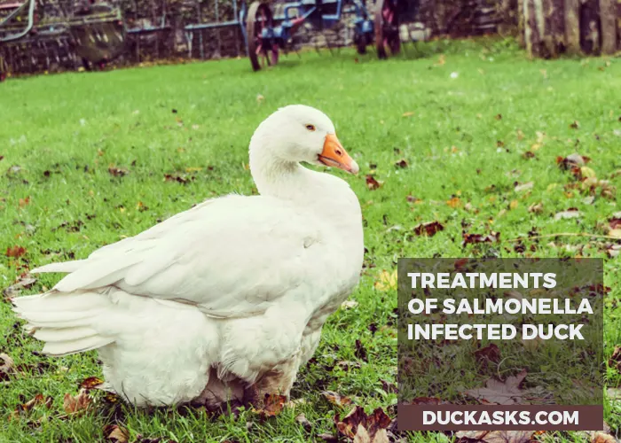 What Are the Treatments for Your Salmonella-Infected Duck