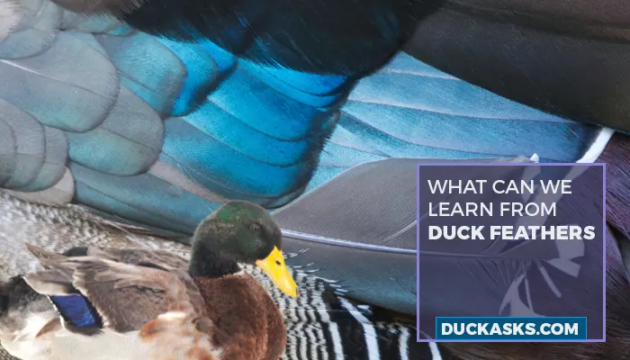 What Can We Learn From Duck Feathers?