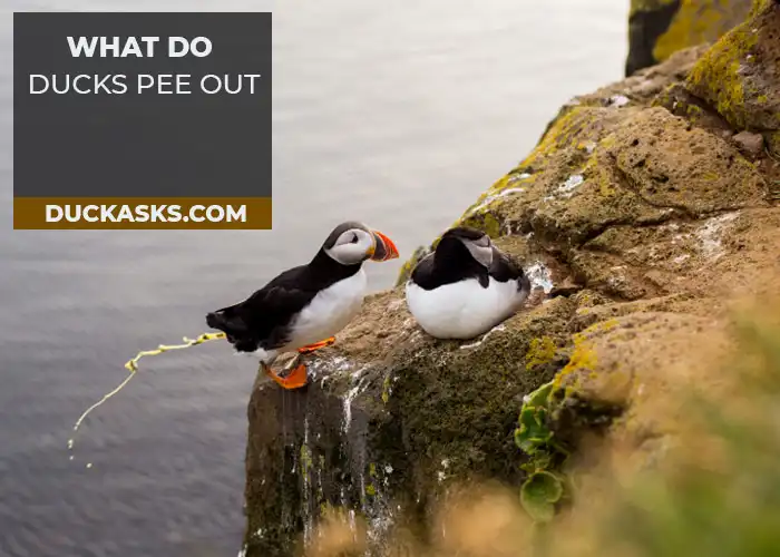 What Do Ducks Pee Out