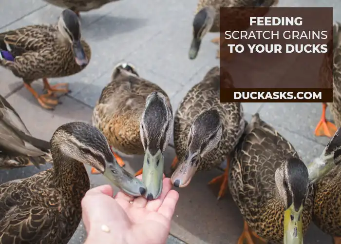 What Do You Need to Consider When Feeding Scratch Grains to Your Ducks