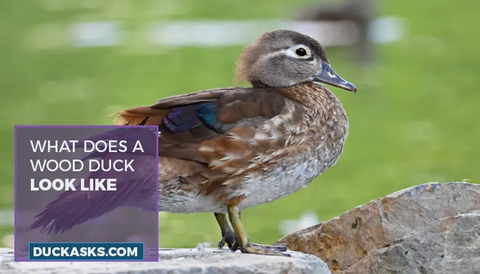 What Does A Wood Duck Look Like? Physical Features, Behavior, Habitat, And More!