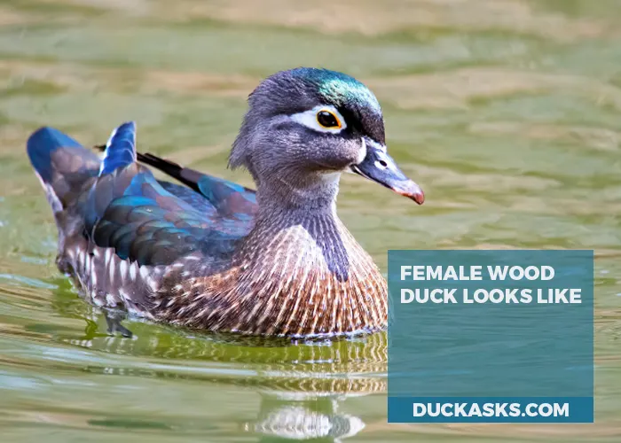 What Does a Female Wood Duck Look Like