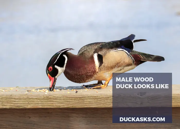 What Does a Male Wood Duck Look Like