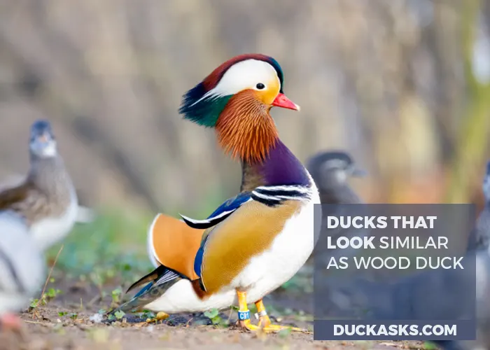 What Duck Looks Similar to a Wood Duck