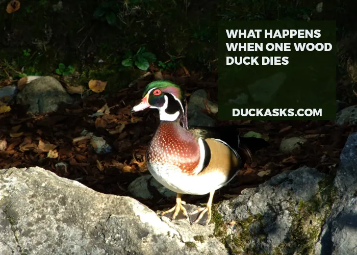 What Happens When One Wood Duck Dies