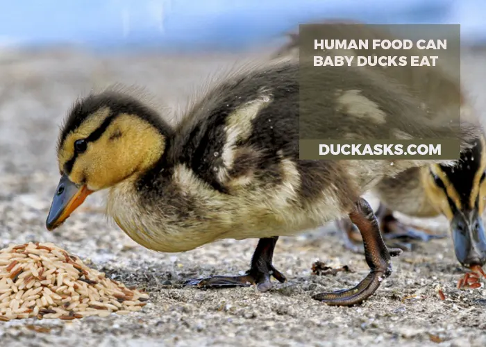 What Human Food Can Baby Ducks Eat