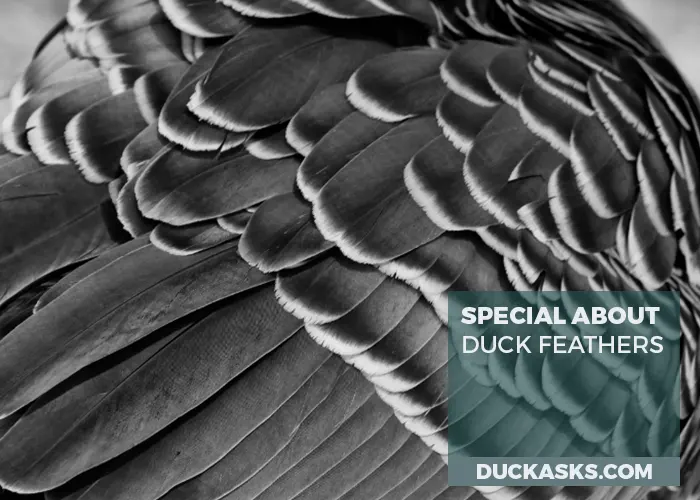 What Is Special About Duck Feathers