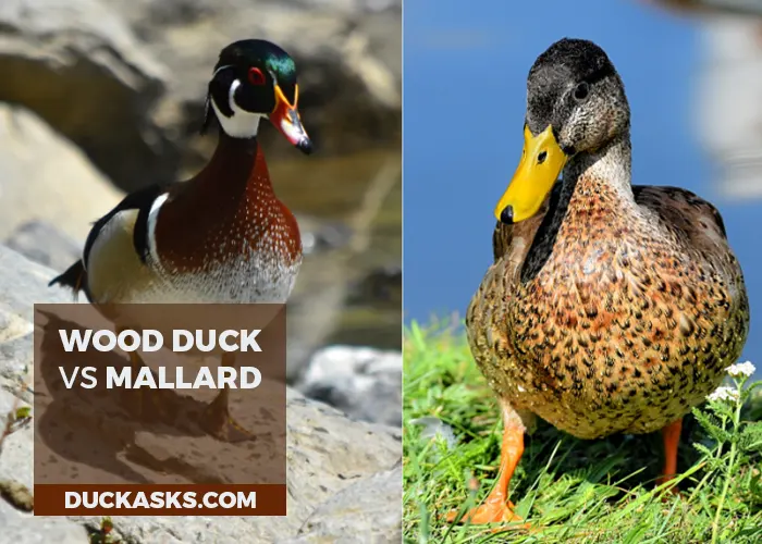 What Is the Difference Between a Wood Duck and a Mallard