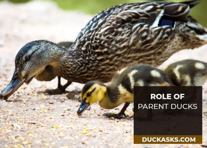 What Is the Role of Parent Ducks If They Cannot Provide Milk