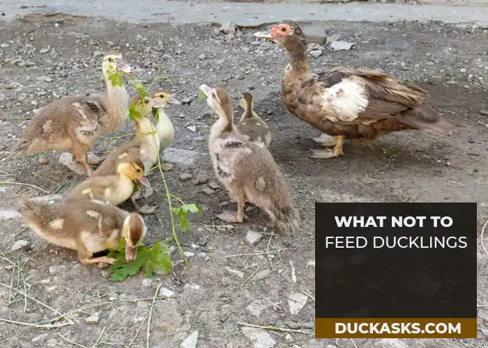 What Not to Feed Ducklings