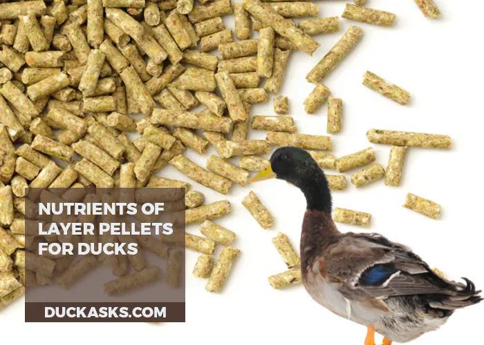 What Nutrients Do Layer Pellets Provide for Ducks