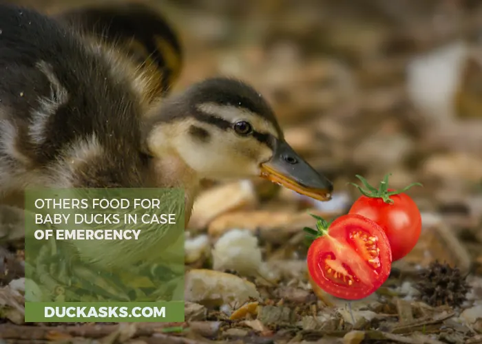 What Other Foods Can Baby Ducks Have in Case of Emergency