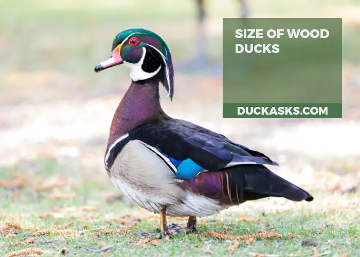 What Size Are Wood Ducks? Are They Big in Size