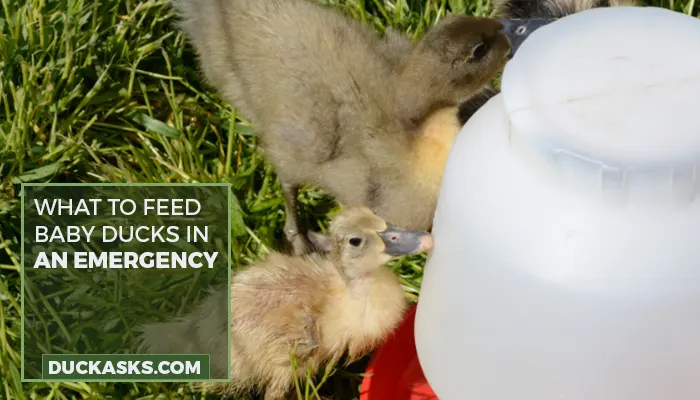 What To Feed Baby Ducks In An Emergency?