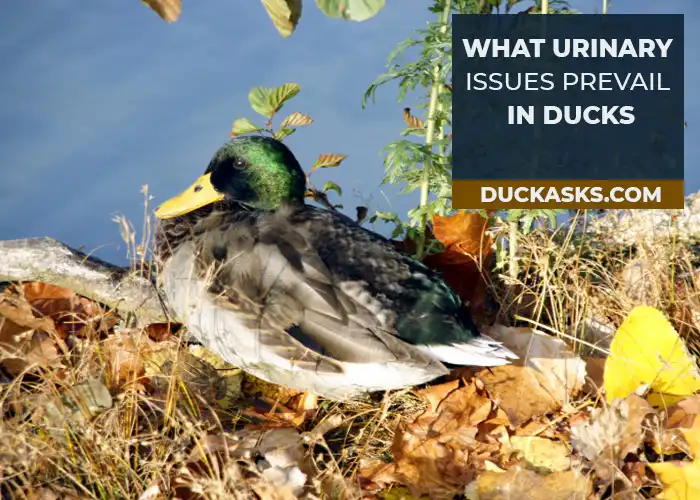 What Urinary Issues Prevail in Ducks