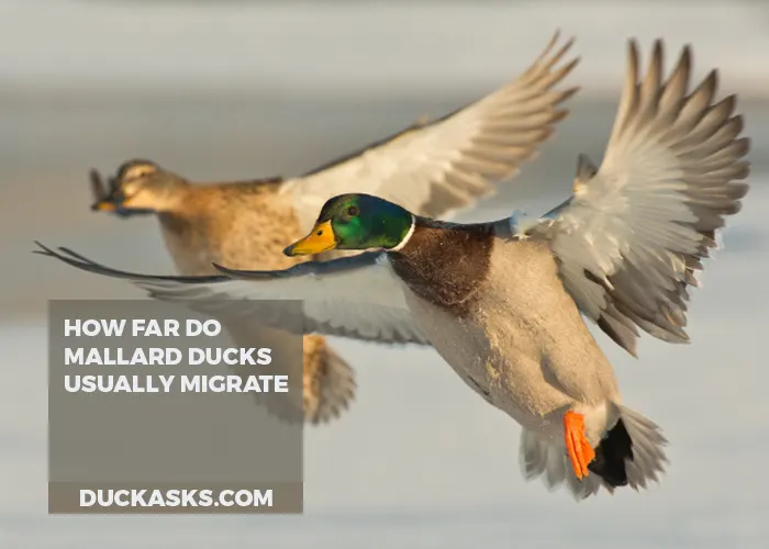 When And How Far Do Mallard Ducks Usually Migrate