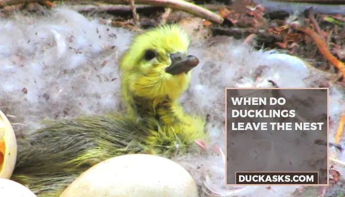 When Do Ducklings Leave the Nest?