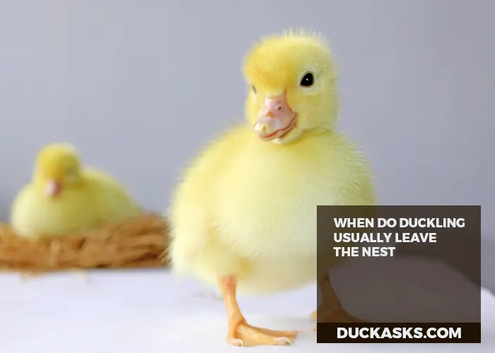 When Do Ducklings Usually Leave the Nest