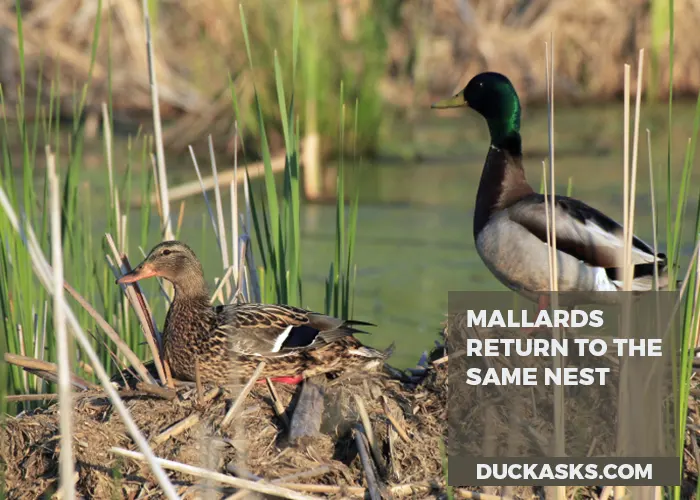 When Do Mallards Return to the Same Nest