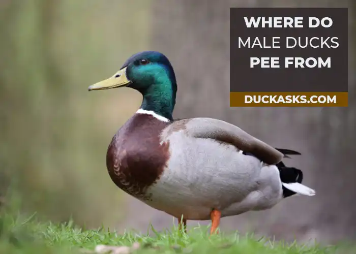 Where Do Male Ducks Pee from