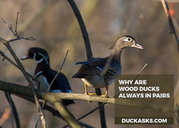 Why Are Wood Ducks Always in Pairs