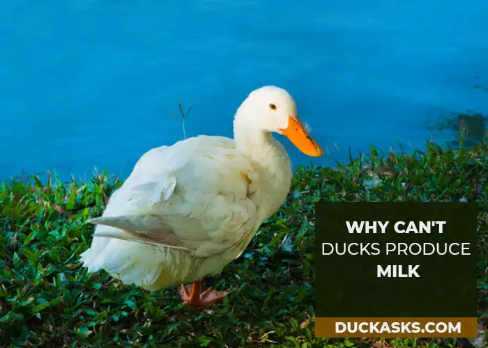 Why Can't Ducks Produce Milk