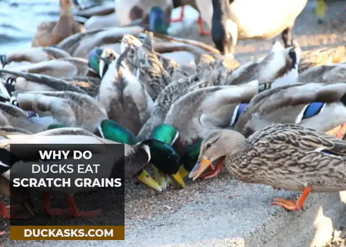 Why Do Ducks Eat Scratch Grains