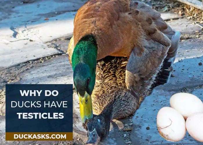 Why Do Ducks Have Testicles