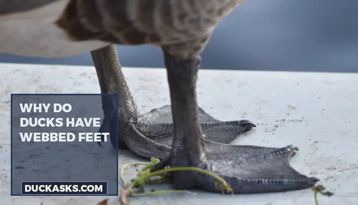 Why Do Ducks Have Webbed Feet?