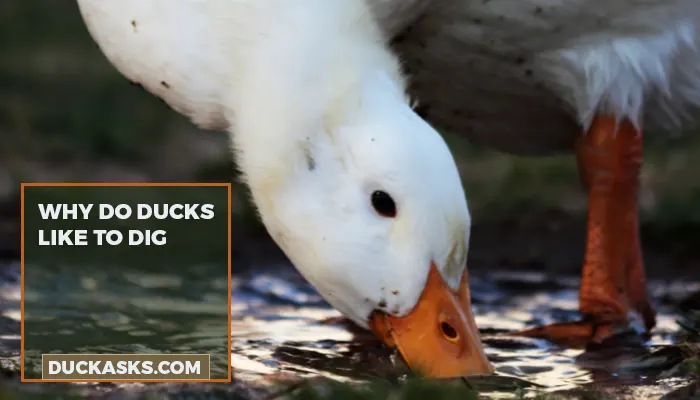 Why Do Ducks Like To Dig?