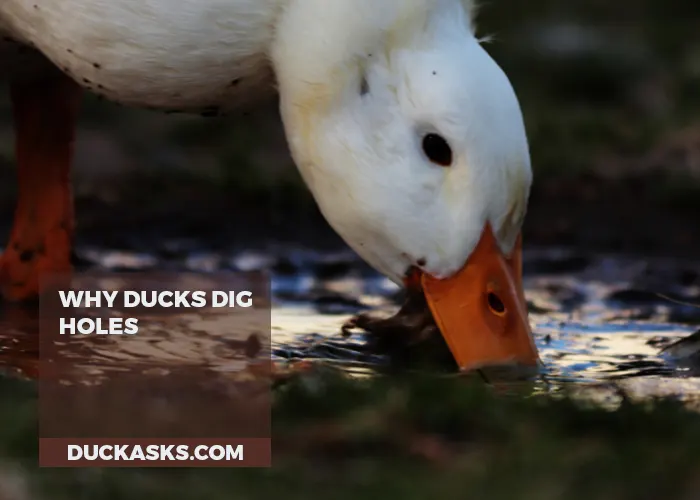 Why Ducks Dig Holes