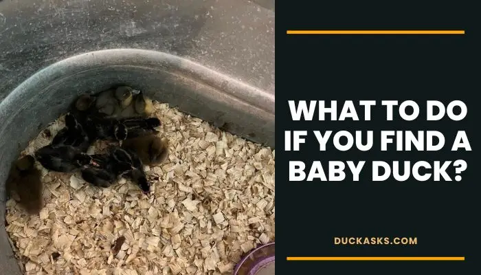 What To Do With Ducklings After They Hatch?