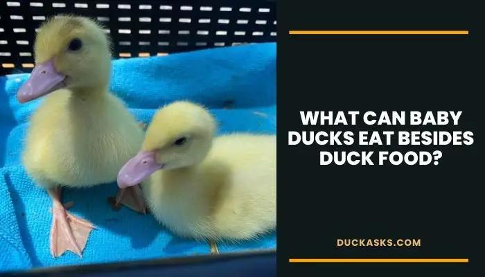 What Can Baby Ducks Eat Besides Duck Food?