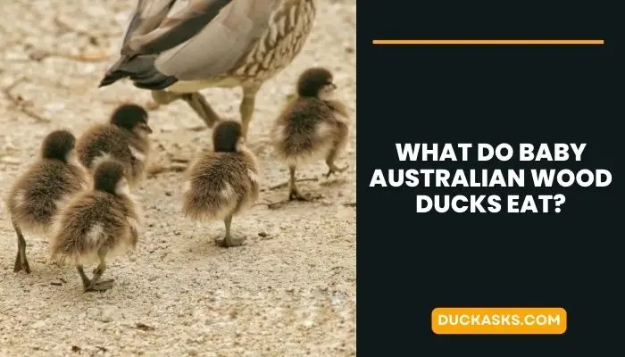 What Do Baby Australian Wood Ducks Eat?