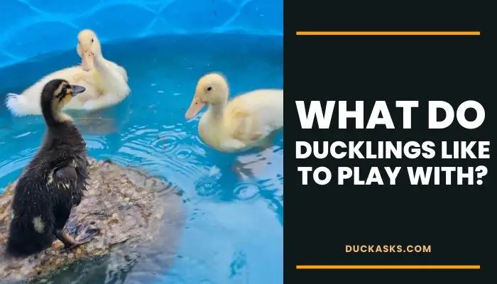 What Do Ducklings Like To Play With?