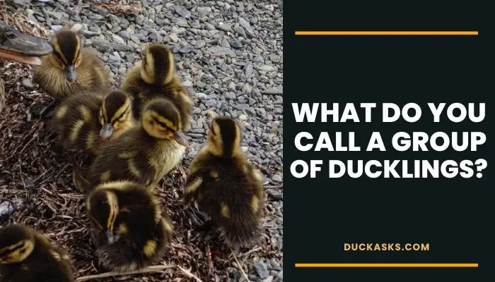 What Do You Call A Group Of Ducklings?