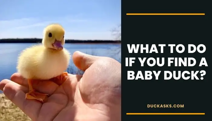 What To Do If You Find A Baby Duck?