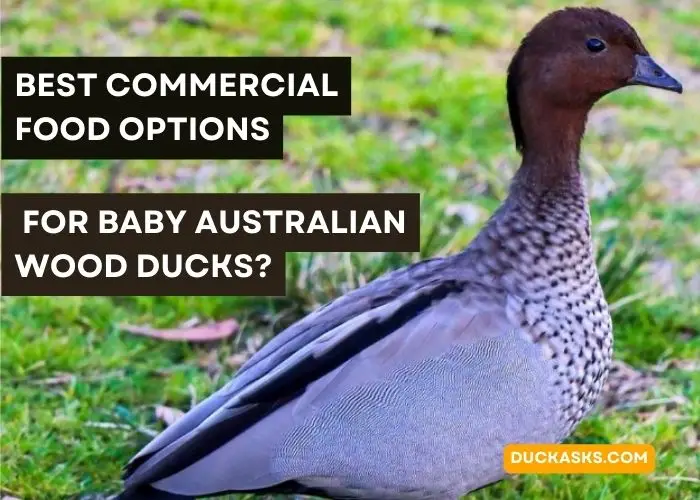 Best Commercial Food Options for Baby Australian Wood Ducks