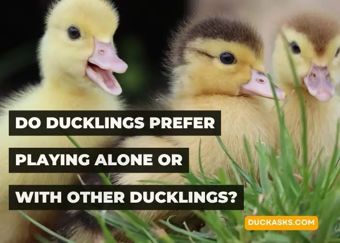 Do Ducklings Prefer Playing Alone or With Other Ducklings