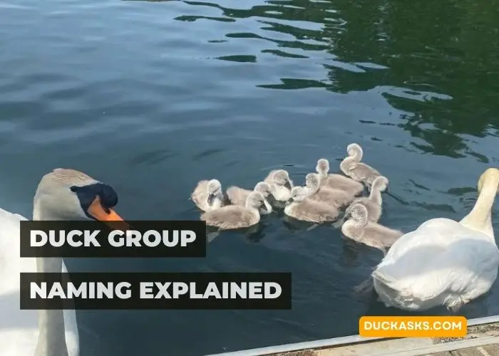 Duck Group Naming Explained