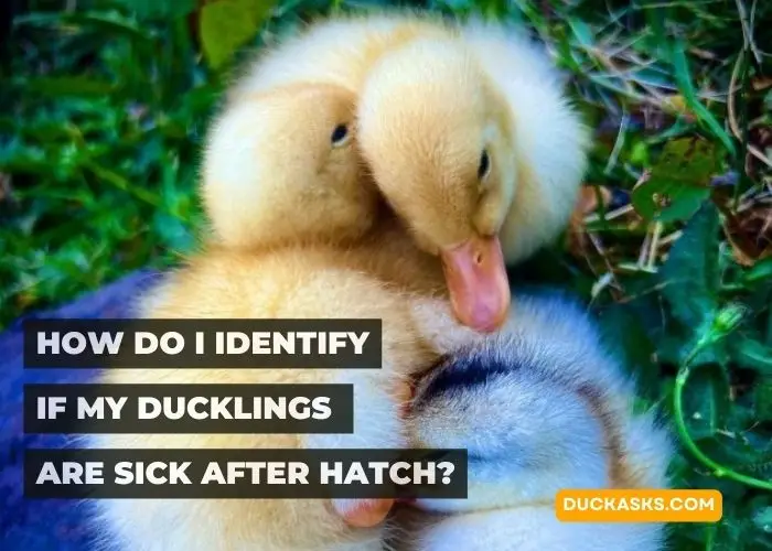 How Do I Identify If My Ducklings Are Sick After Hatch