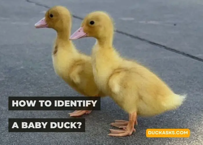 How to Identify a Baby Duck