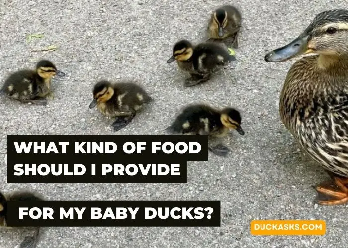 What Kind of Food Should I Provide for My Baby Ducks