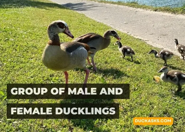 Are There Different Names for a Group of Male and Female Ducklings